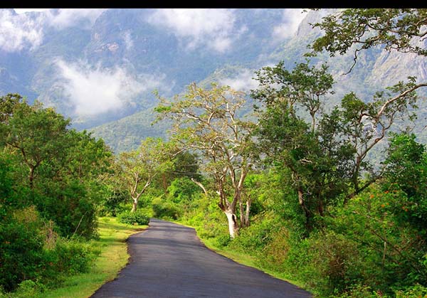 Ooty Masinagudi